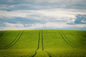 barley, barley field, cornfield