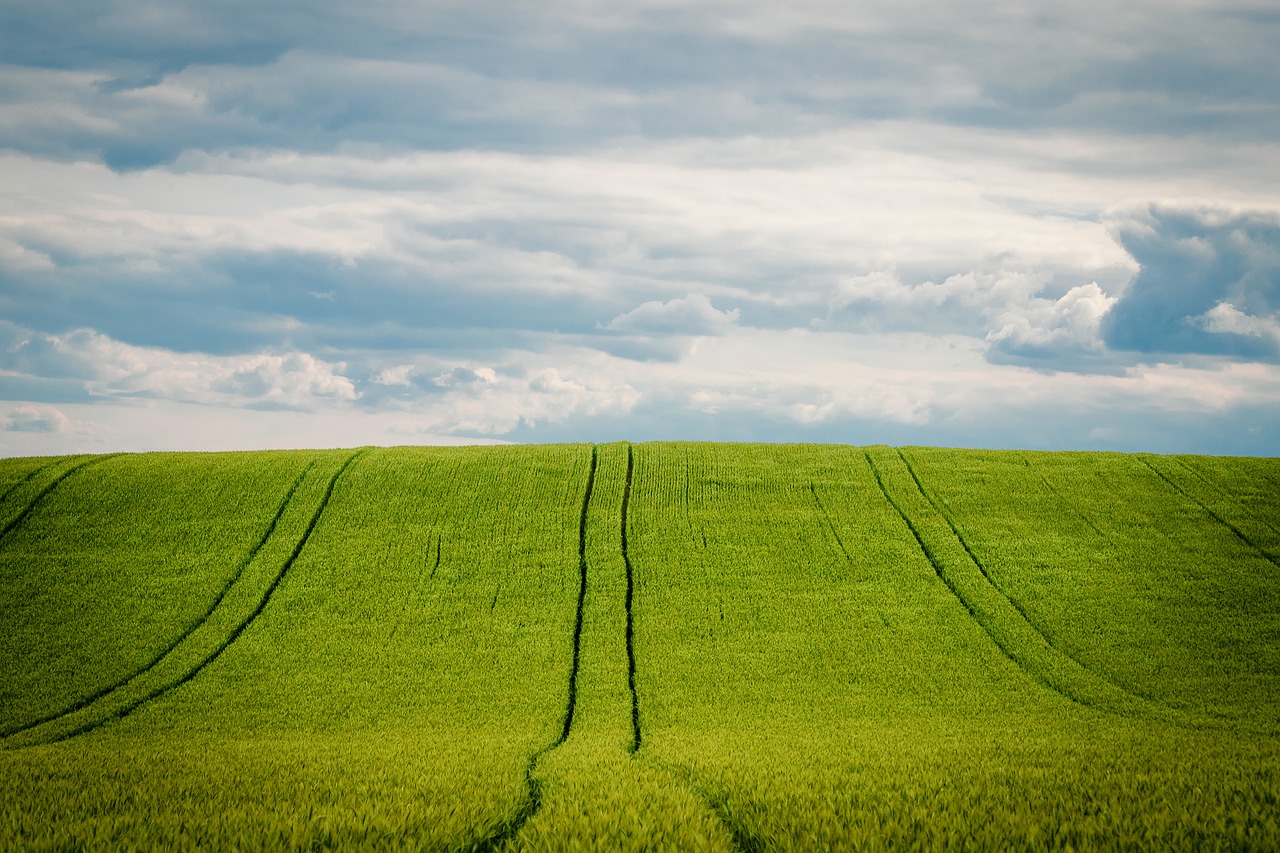 barley, barley field, cornfield