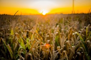 corn, field, seeds