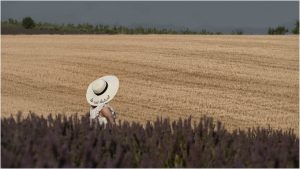 nature, field, agro-industry