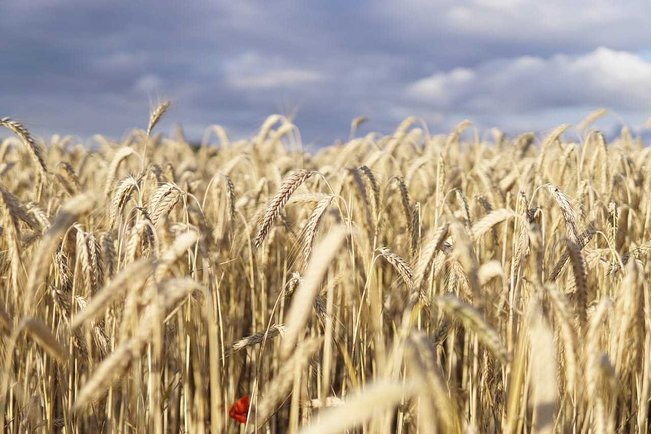 wheat field, wheat, field