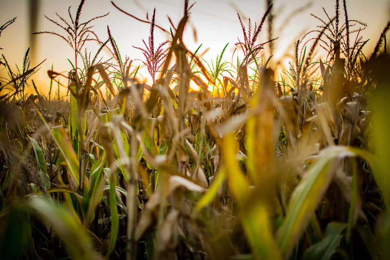 corn, agro, field