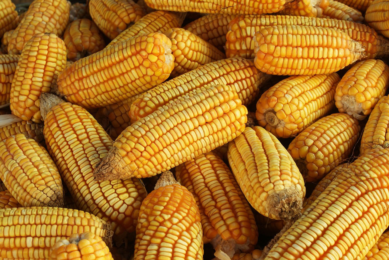 corn, tenon, harvest