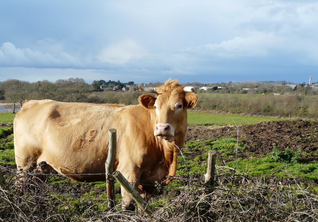 cow, agro-industry, livestock