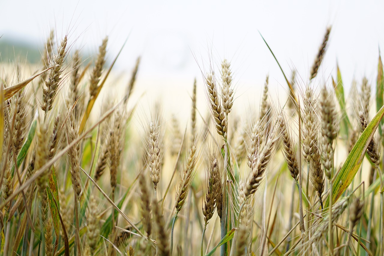 wheat, wheat field, cornfield