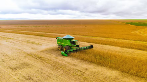 area-de-soja-noticia-globo-rural