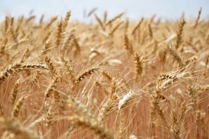 queda nas colheitas de trigo e feijão noticia globo rural