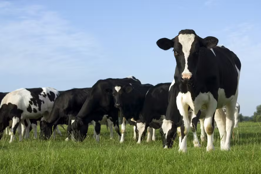 Noticia Globo Rural Mudanças no tratamento do solo podem gerar mais de 50 de ganho na produção anual