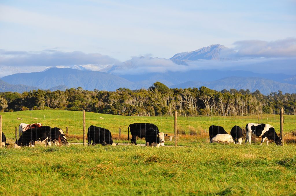 fazenda-vacas-bois-propriedade-rural-conjur-noticia-imagem-freepik