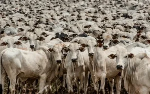 globo rural noticia queda de braco entre