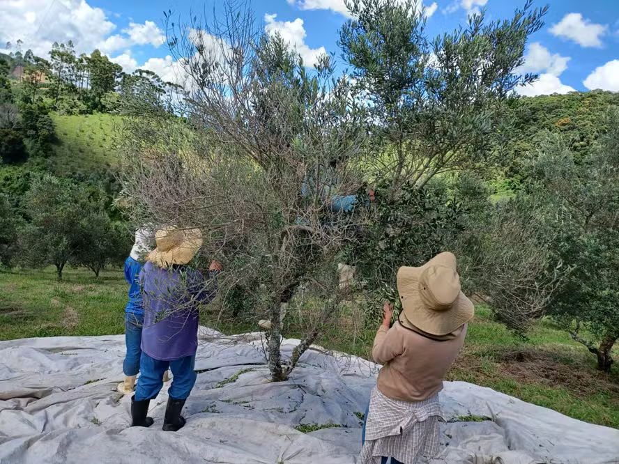 Agricultura biodinâmica cresce e já é adotada em 65 fazendas no Brasil noticia globo rural