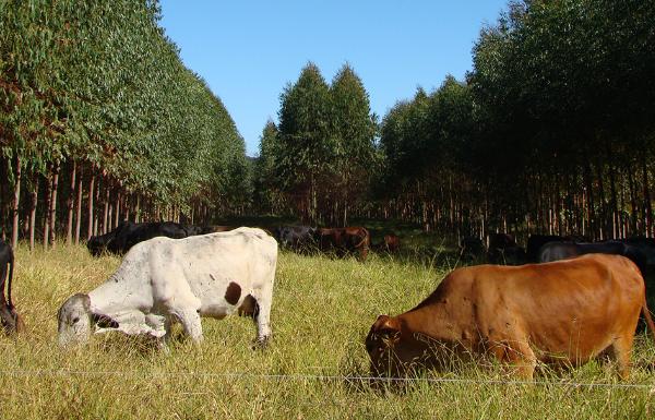 Brasil tem mais gado do que gente e produz 283 ovos por pessoa; confira números da agropecuária noticia globo rural