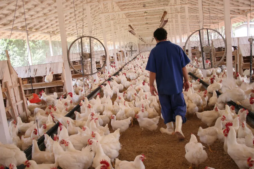 Custo de produção de frango caiu em agosto, enquanto de suíno subiu noticia globo rural