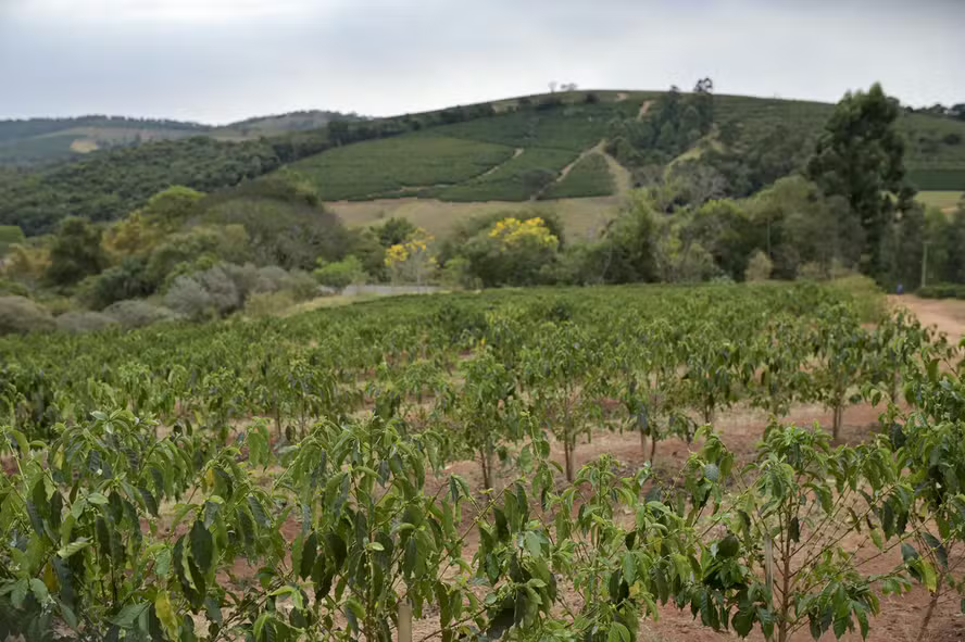 Investimento em saúde do solo melhora equilíbrio ambiental e qualidade do café em propriedade noticia globo rural