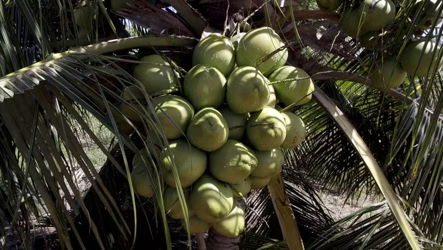 Lei cria política de incentivo à produção de coco no Brasil noticia globo rural