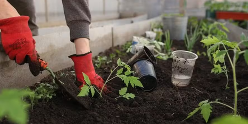 O que plantar em setembro Mês é o melhor para quem deseja cultivar noticia globo rural