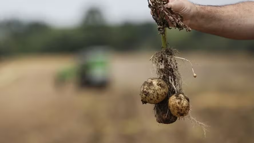 Preços dos alimentos têm tendência mista por causa da seca noticia globo rural