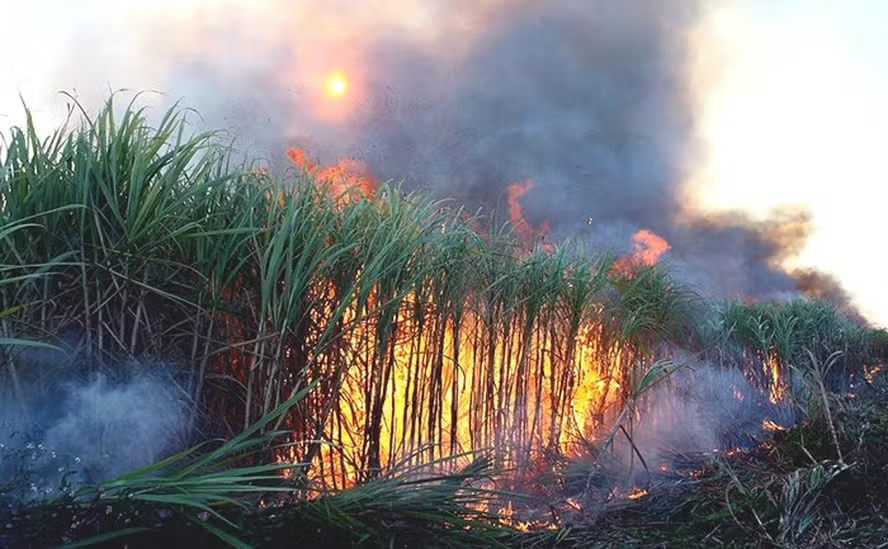 Queimadas podem afetar disponibilidade de insumos, diz especialista noticia globo rural