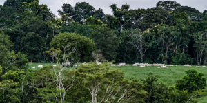 Restauração ambiental na fazenda não adotar ações pode custar caro noticia globo rural