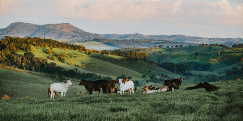 Tributação do imóvel rural no contexto da reforma tributária noticia conjur