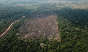 noticia globo rural proposta de incentivos para evitar desmatamento