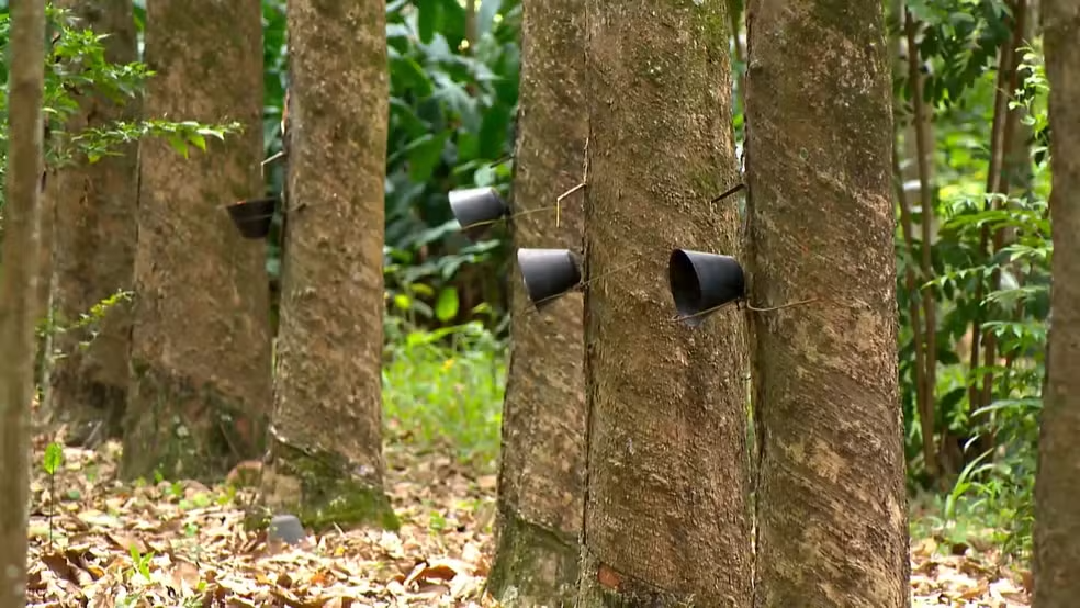 Agricultura familiar e cooperativa de seringalistas impulsionam produção de borracha no ES noticia g1 globo