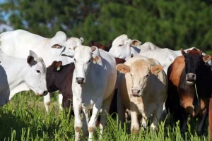 Dia Nacional da Pecuária como a atividade ajudou a moldar o território nacional noticia globo rural