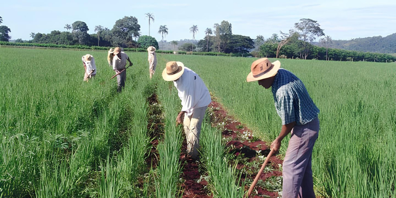 A Contribuição ao Senar e a tributação das exportações no agronegócio noticia conjur site