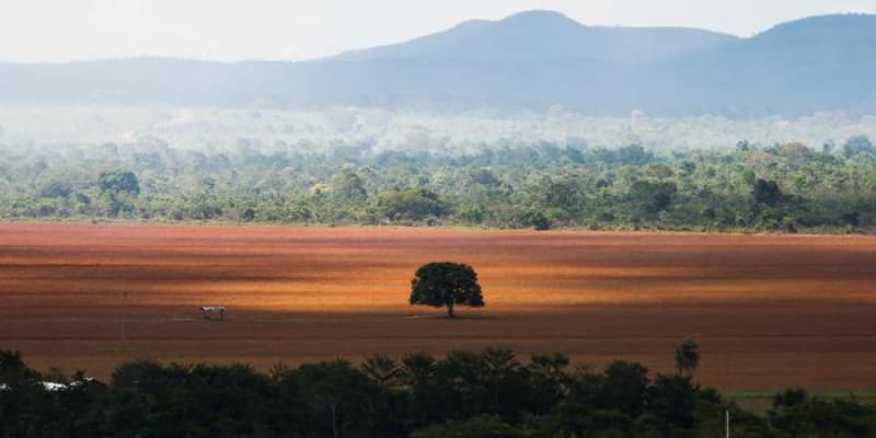 Desmatamento no Cerrado pode inviabilizar agronegócio, afirma estudo noticia istoe